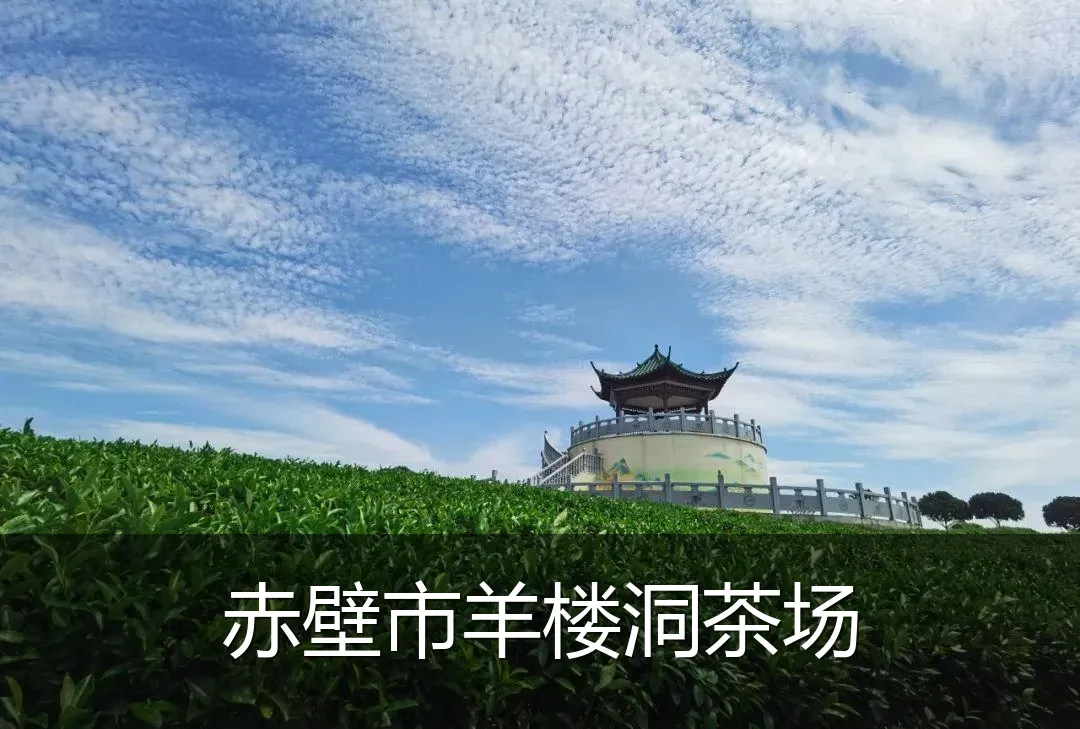 赤壁市羊楼洞茶场